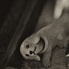 oddities