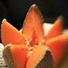 cantaloupe