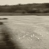 Swans