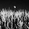 Moon over corn