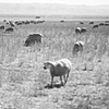 sheep, Fresno County