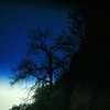 blue oak II