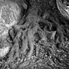 Gnarled