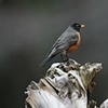 robin
