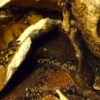 Altered Flesh