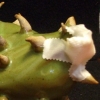 Spiny Stomach
