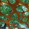 detail, Things Have to be Imagined to be Changed