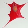 detail Glands and Soft Parts