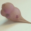 detail Glands and Soft Parts
