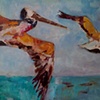 Pelicans at the Hook, Santa Cruz