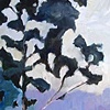 Eucalyptus 1