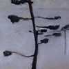 Bare White Pine