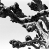 Winter Trees