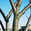 One Tree