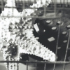 Black and White