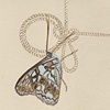 Hackberry & Knot