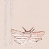 Mating Daggerwings with True Lovers Knots