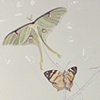 Flight Plan (detail)