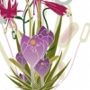 MSK Annual Plant Sale : Kruckeberg Gardens
