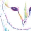 Barn Owl