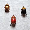 Altered Beetles (Rhinoceros beetle)