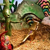 Unnamed World: P.A.M. Habitat