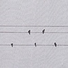 bird music