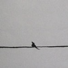 The Flutter - detail