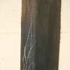 Spine