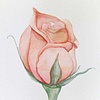 Watercolor Study: Rose