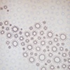 Snowamoeba