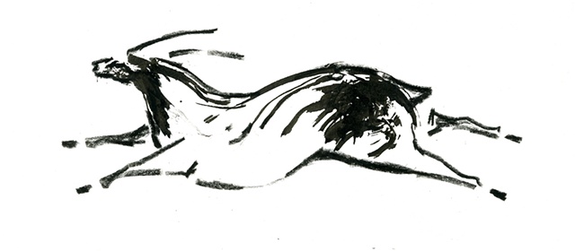 antelope