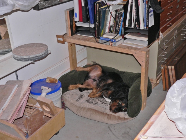 Studio dog Dunkin