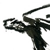 antelope