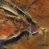 antelope