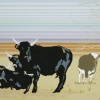 bulls