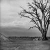 El Arbol  