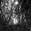 Sin Titulo (river sun)