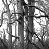 Trees of S.A.