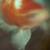 D's fish