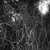 grass stalks