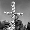 Agave Cruz