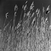 River grass