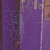 Purple spider