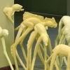 Squirrelders