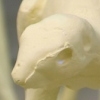 Squirrelders - detail