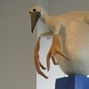 Cattus volator