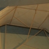 Accipiter loxondata - detail 2