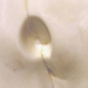 Conjoined Deer - detail