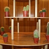 detail- My Boy Collection, My Cactus Collection